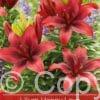 Lilium Happy Love