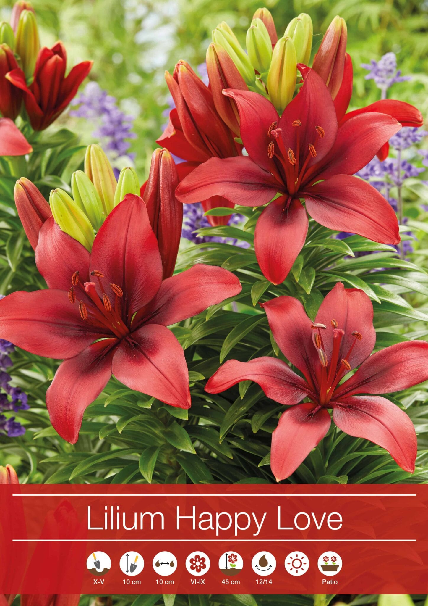 Lilium Happy Love