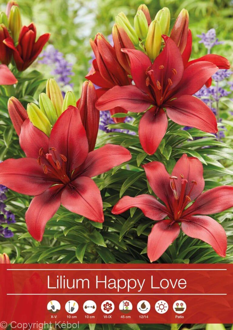 Lilium Happy Love