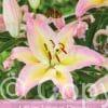 Lilium Hocus Pocus
