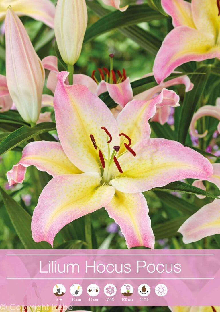 Lilium Hocus Pocus