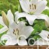 Lilium Kent