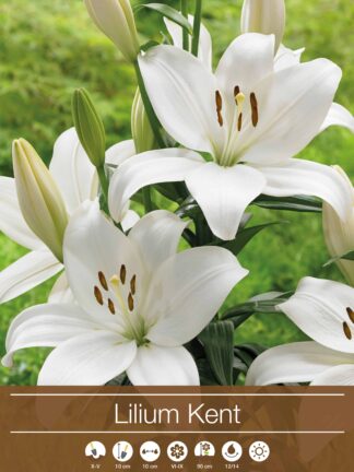 Lilium Kent