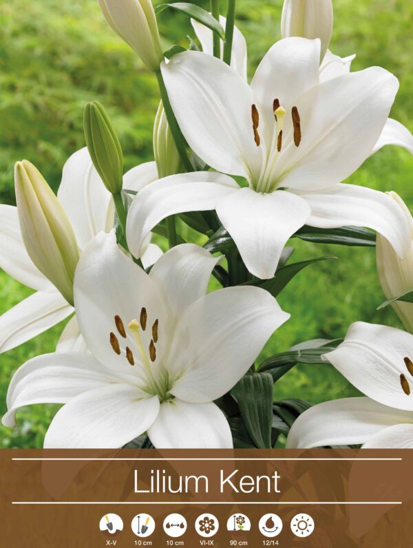 Lilium Kent