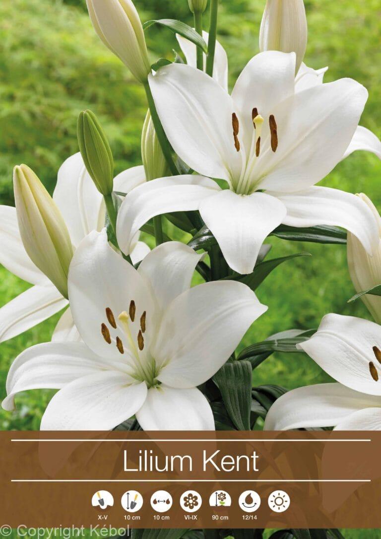 Lilium Kent
