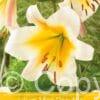 Lilium Miss Peculiar