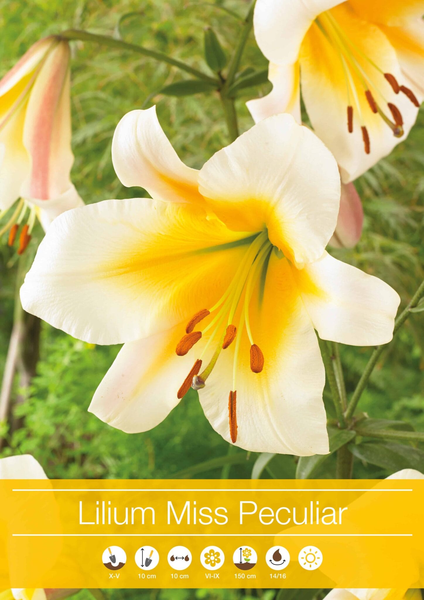 Lilium Miss Peculiar