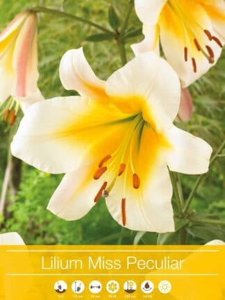 Lilium Miss Peculiar