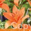 Lilium Orange Summer