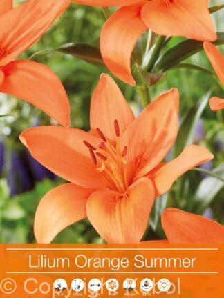 Lilium Orange Summer