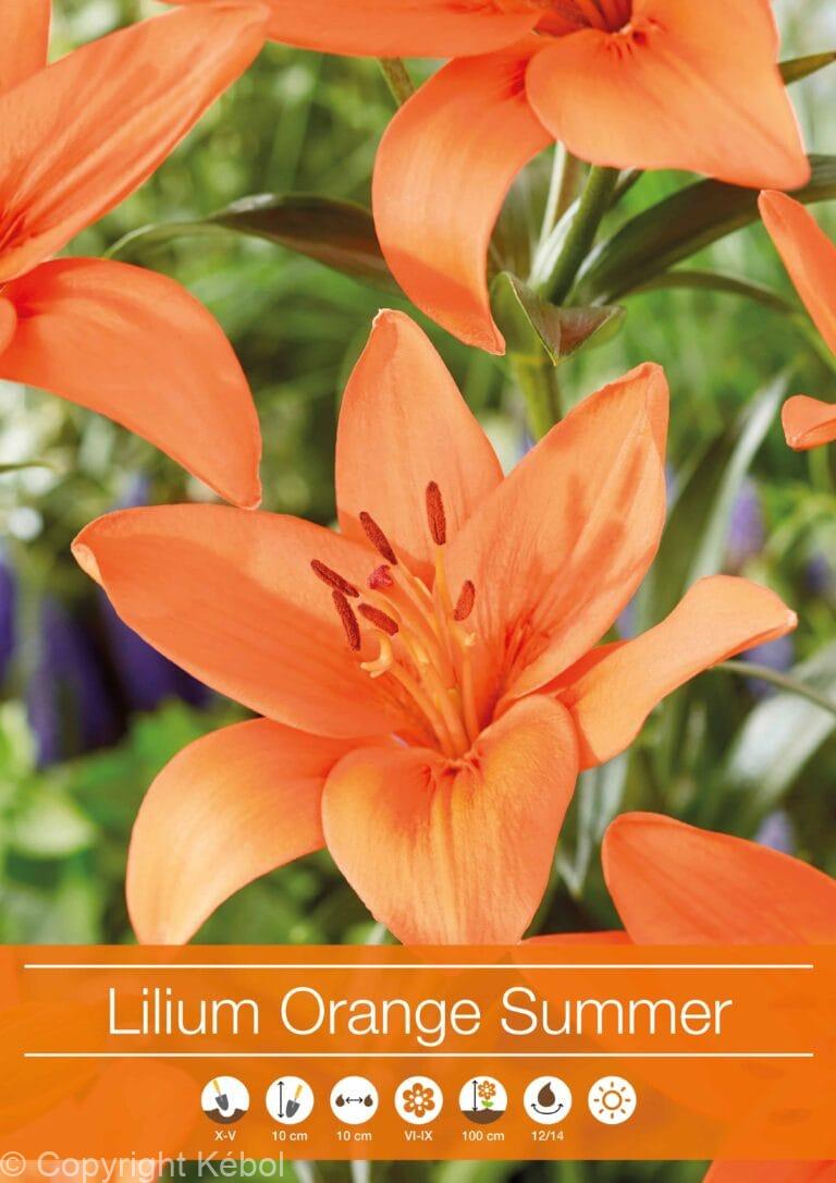 Lilium Orange Summer