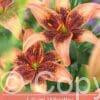 Lilium Whistler
