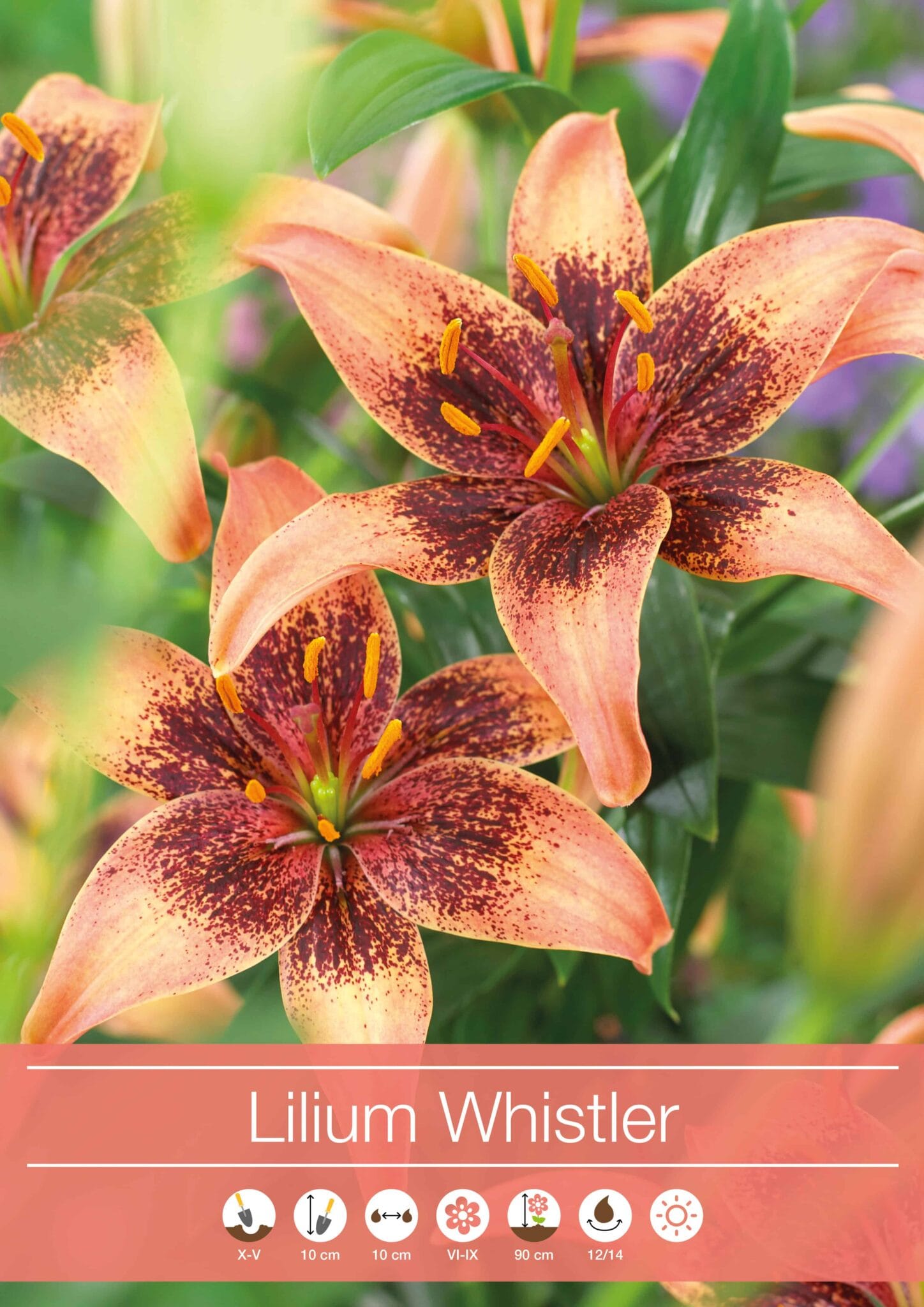 Lilium Whistler