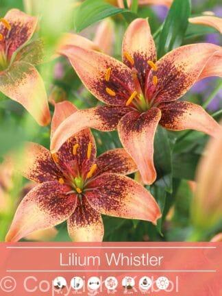 Lilium Whistler