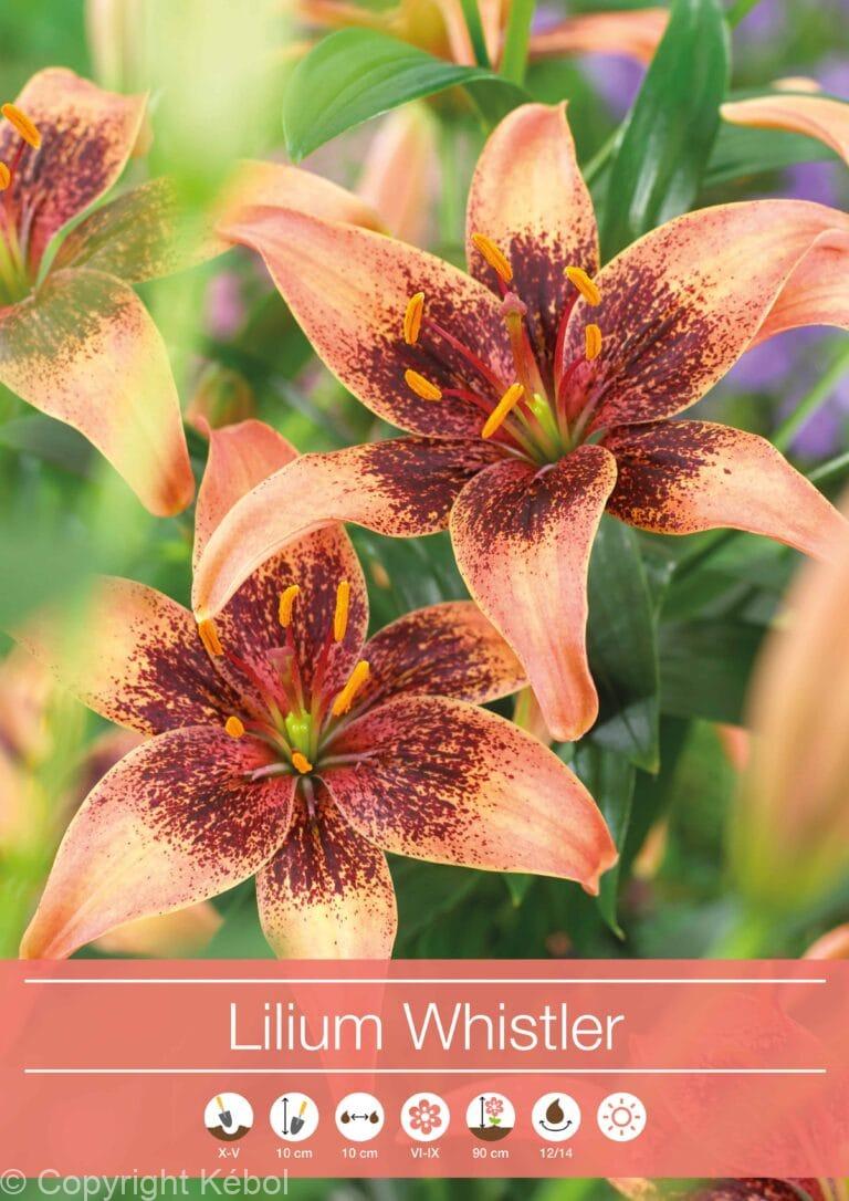 Lilium Whistler