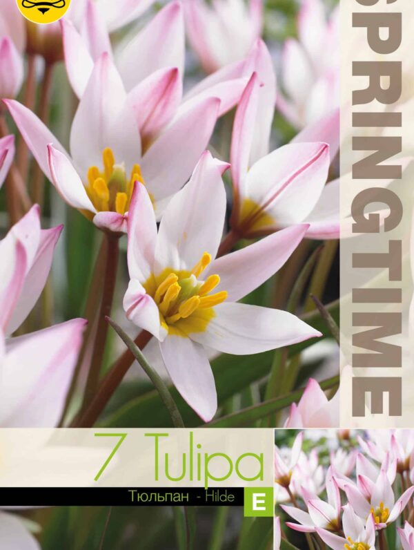 Tulipa Hilde / RB