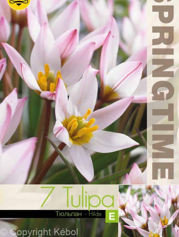 Tulipa Hilde