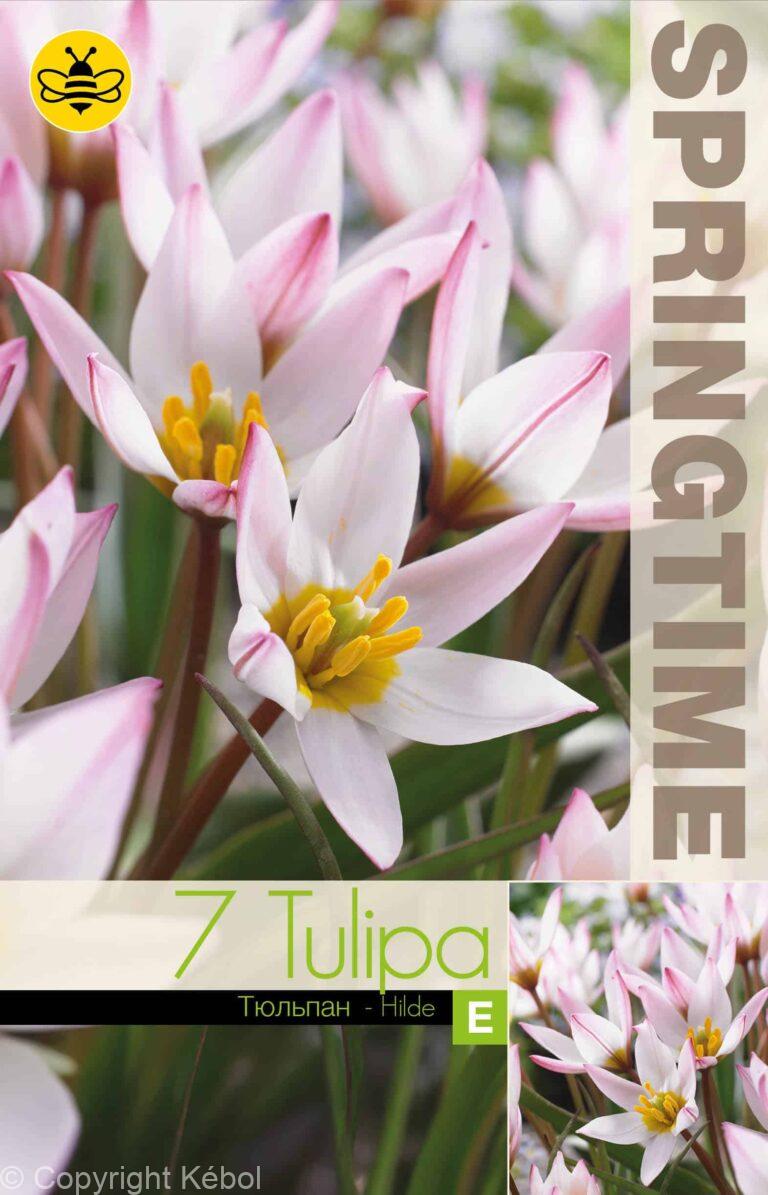 Tulipa Hilde