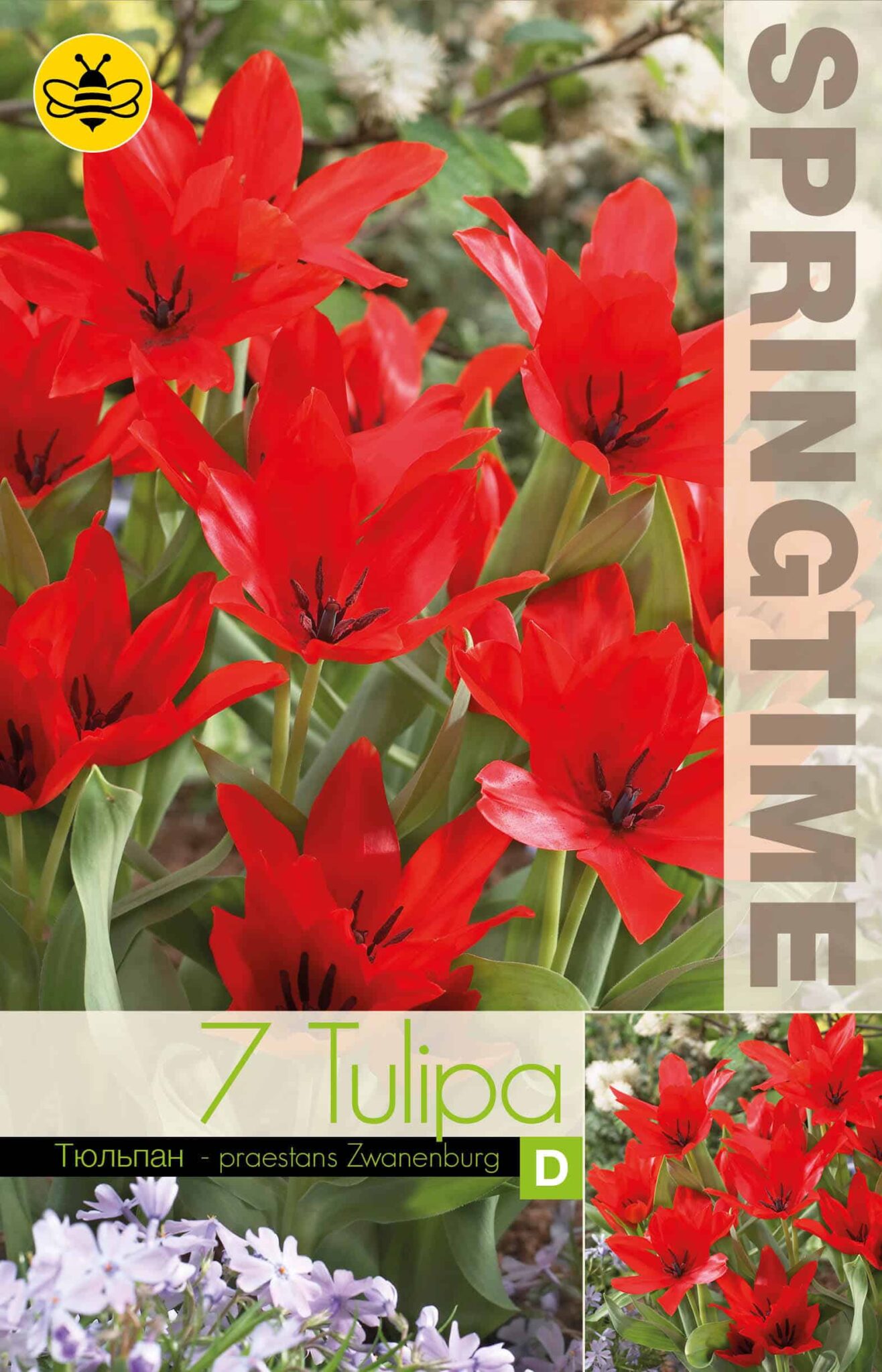 Tulipa Praestans Zwanenburg