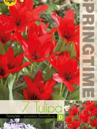 Tulipa Praestans Zwanenburg