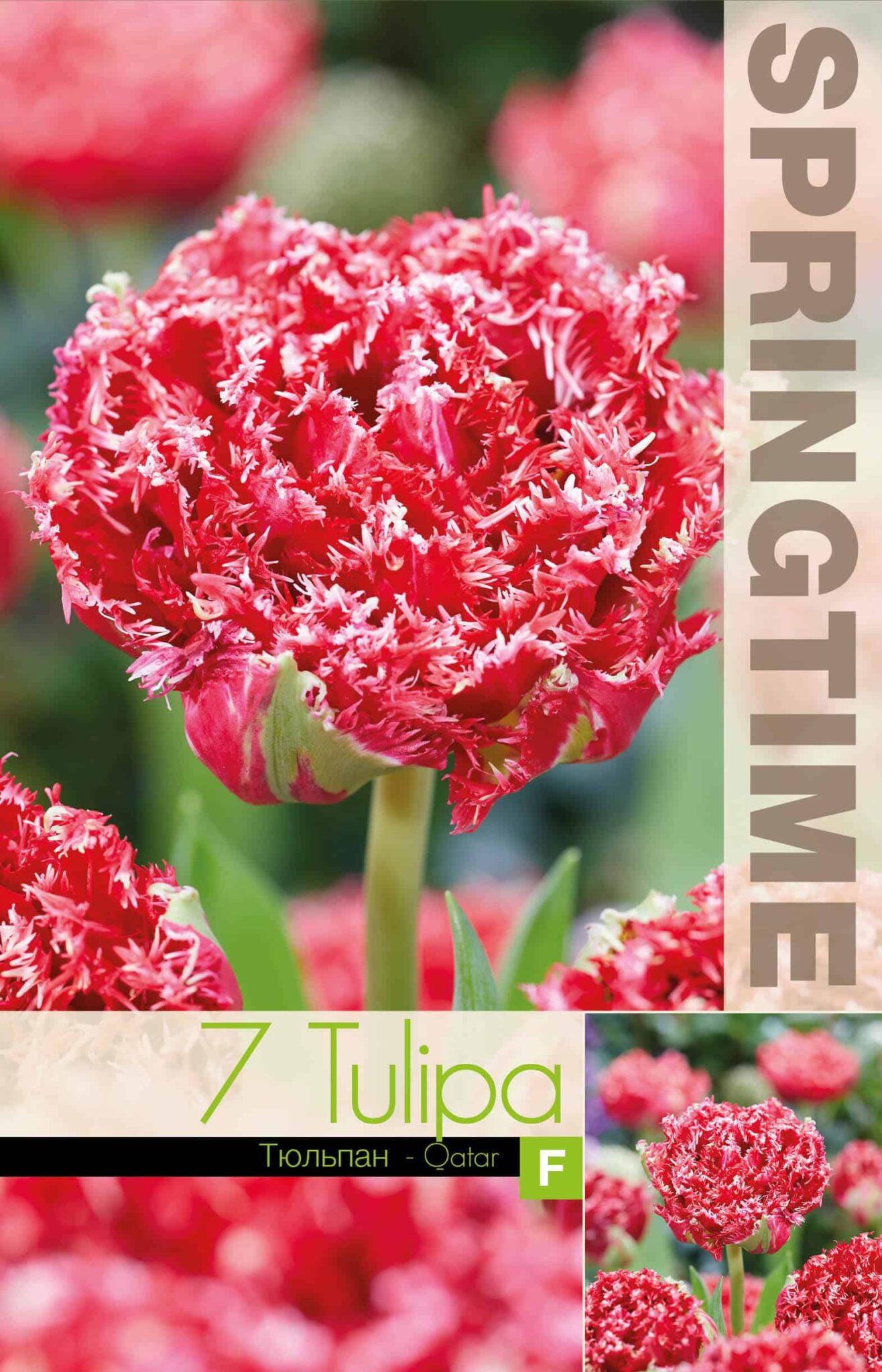 Tulipa Qatar
