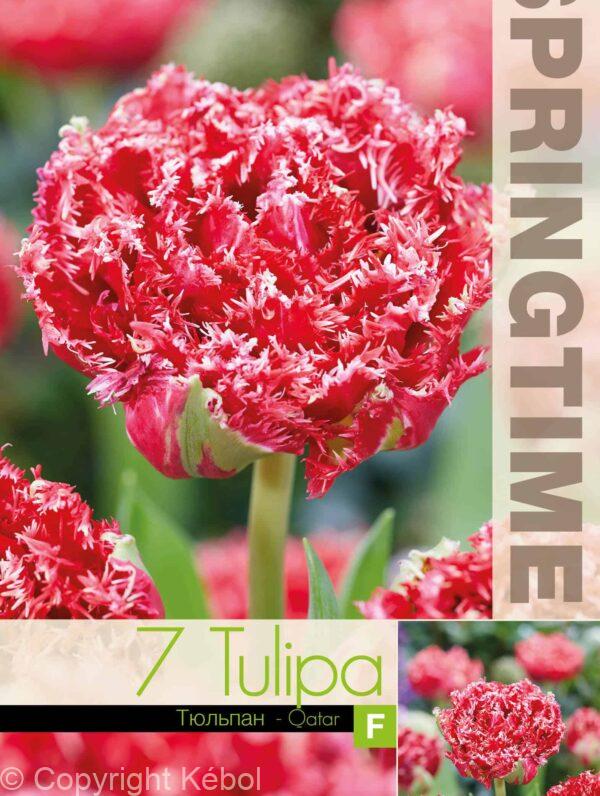 Tulipa Qatar