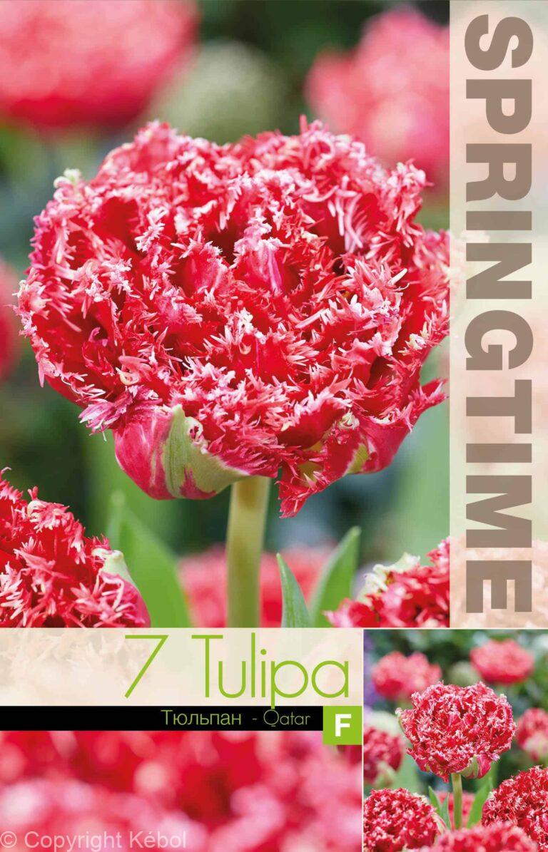 Tulipa Qatar
