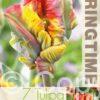 Tulipa Rasta Parrot