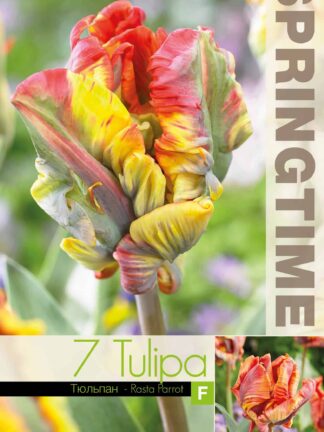 Tulipa Rasta Parrot