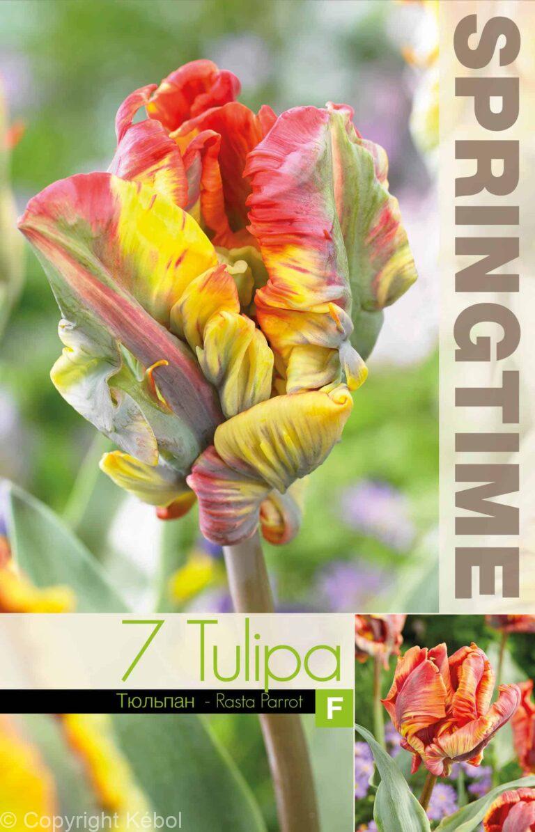 Tulipa Rasta Parrot