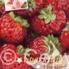 Fragaria Framberry