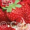 Fragaria Maxi