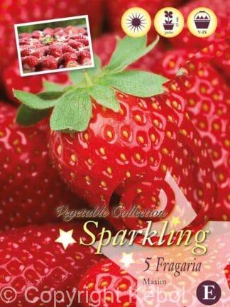 Fragaria Maxi