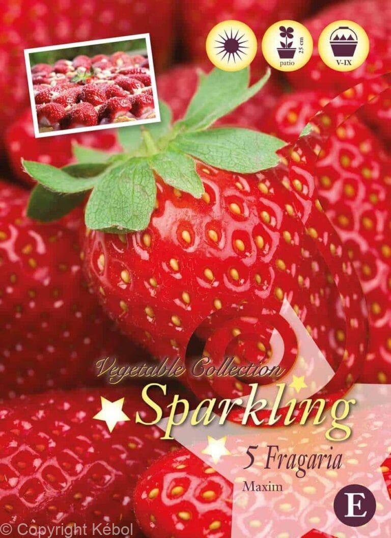 Fragaria Maxi