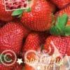 Fragaria Ostara