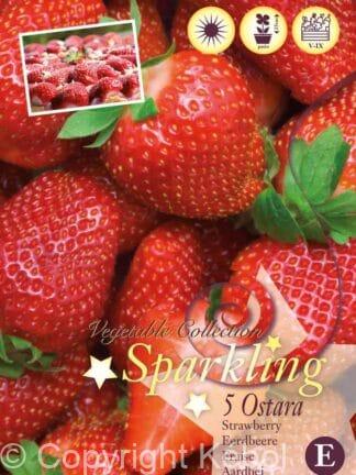 Fragaria Ostara