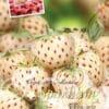 Fragaria Pineberry