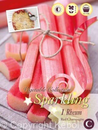 Rheum Red Champagne I
