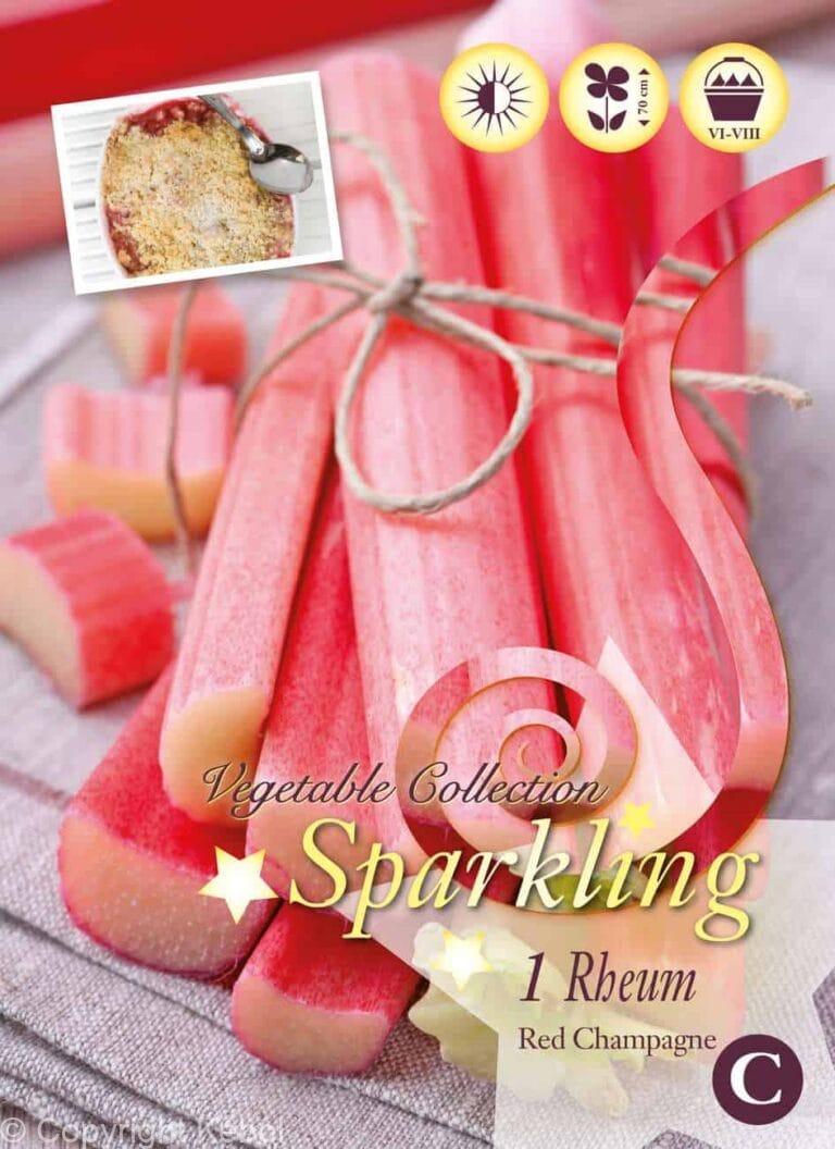 Rheum Red Champagne I