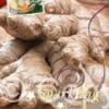 Zingiber officinale (Ginger) I