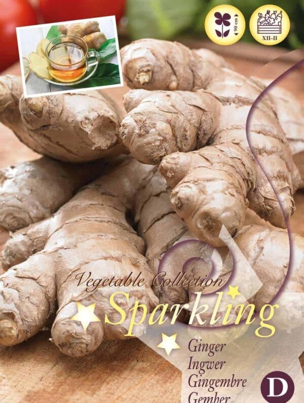Zingiber officinale (Ginger) I