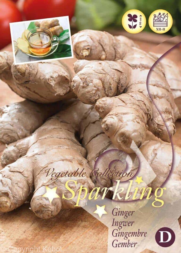 Zingiber officinale (Ginger) I