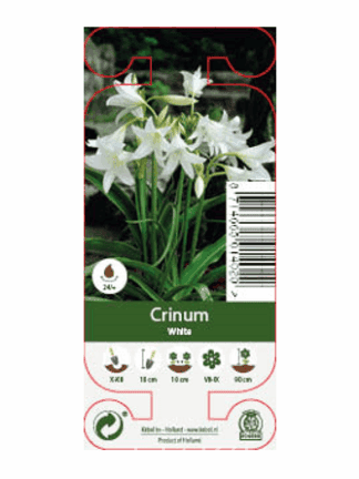 Nature Crinum White