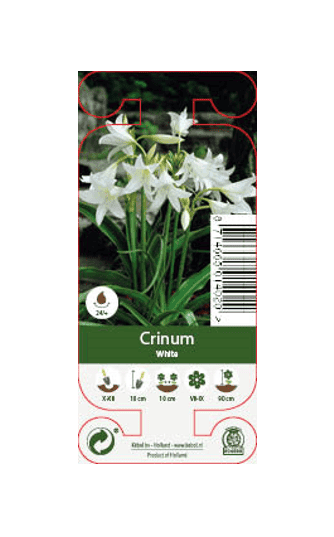 Nature Crinum White