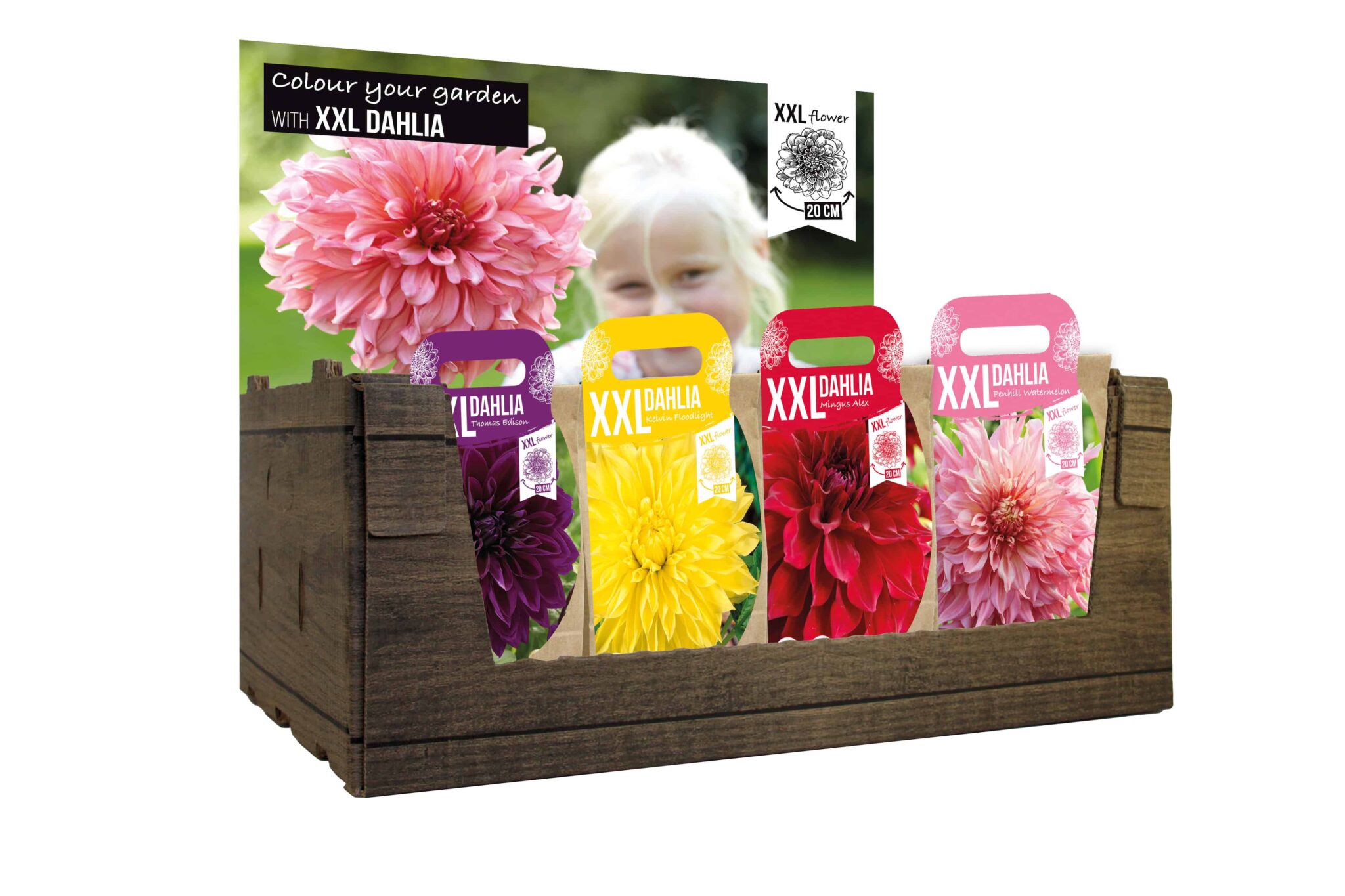 XXL Dahlia Mixed Assortment with Header
