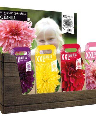 XXL Dahlia Mixed Assortment with Header