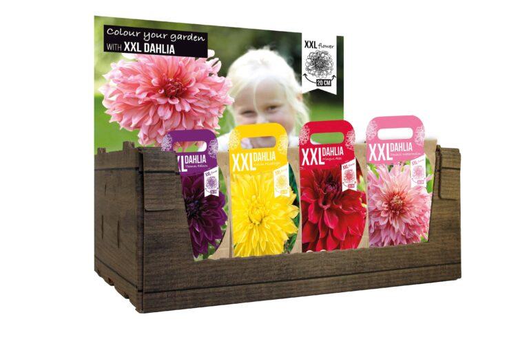 XXL Dahlia Mixed Assortment with Header
