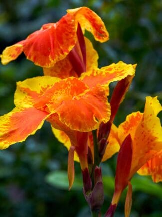 Canna indica Wyoming  - bag