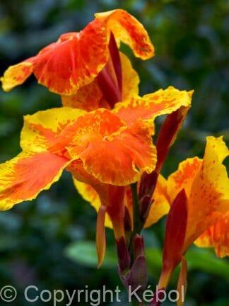 Canna indica Wyoming - bag