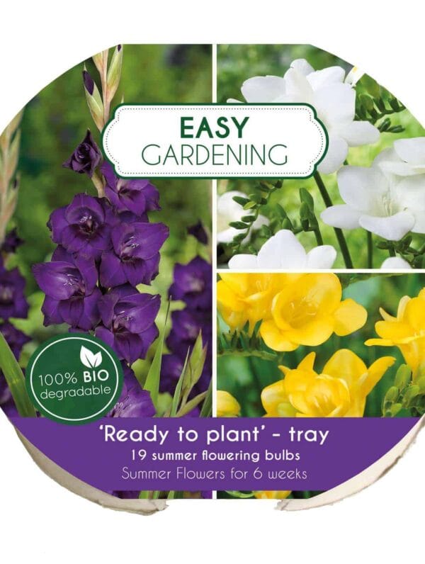 Easy Gardening Purple/Yellow/White